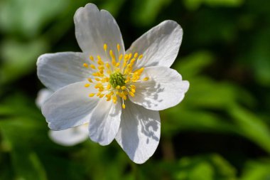 Anemone, Bahar Ormanı 'nda yakın plan. Çiçeklerin güzelliği, doğa, doğallık. Güneşli bir yaz günü, parkta yeşil çimenler. Anemonoidler donmaz. Parlak çiçek arkaplanı