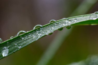 Yeşil çimlerin üzerine su damlaları. Sabah çiği, sulama bitkileri. Yağmurdan sonra yapraklara damlayan nem. Çevresel bir temanın güzel yeşil arkaplanı.