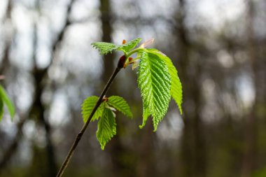 Carpinus Betulus 'un genç yeşil yaprakları, Avrupalı ya da sıradan boynuz kirişi. Bulanık kahverengi bahar arka planında güzel dallar. Her tasarım için doğa konsepti. Mesajın için yer aç. Seçici odak.