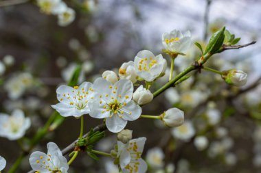 Mavi gökyüzünün altındaki ağaçtaki erik çiçeklerinin güzel dallarının seçici odak noktası, ilkbahar mevsiminde güzel Sakura çiçekleri, çiçek deseni, doğa arka planı..