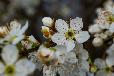 Mavi gökyüzünün altındaki ağaçtaki erik çiçeklerinin güzel dallarının seçici odak noktası, ilkbahar mevsiminde güzel Sakura çiçekleri, çiçek deseni, doğa arka planı..