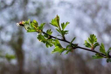 Yaygın atmacalı diken ya da bir tohum Crataegus Monogyna ilkbahar taze yeşil yaprakları .