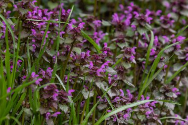Deaf nettle blooming in a forest, Lamium purpureum. Spring purple flowers with leaves close up.