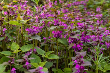 Deaf nettle blooming in a forest, Lamium purpureum. Spring purple flowers with leaves close up.