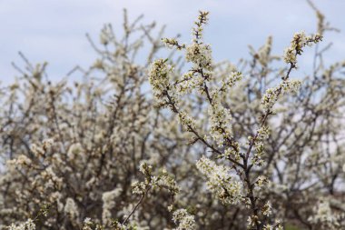 Prunus spinosa, ilkbaharda Sloe beyaz çiçekleri. Rosaceae ailesinin yabani bitkisi sonbaharda yenilebilir böğürtlen üretir..