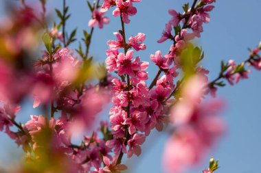 Şeftali ağacı, bulanık arkaplan. Baharda çiçek açan, pembe çiçekli bir ağaç. Bahar bahçesinin güzelliği, bahar konsepti.