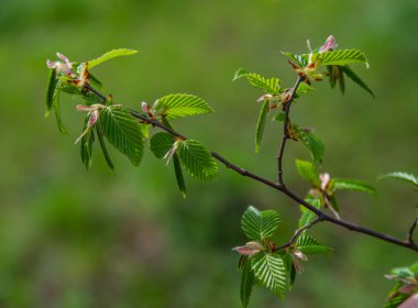Hornbeam yaprağı güneşte. Taze yeşil yapraklı Hornbeam ağacı dalı. Güzel yeşil doğal arka plan. Bahar yaprakları.