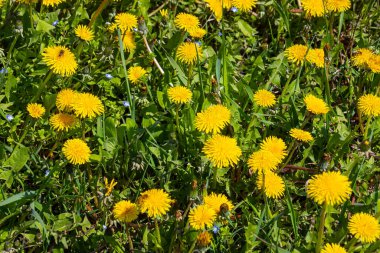 Çiçek açan sarı karahindiba tarlaları bahar zamanı parkta Taraxacum Officinale. Arka planda yeşil bir çayır. Altyazı için yer. Tıbbi bitki ve besin maddeleri.