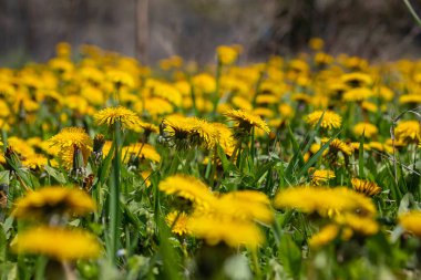 Karahindiba çiçeği olarak bilinen Karahindiba Taraxacum, çakıl yollarında da gelişebilen öncü bir bitki ve hayatta kalma sanatçısıdır. Güzel Taraxacum çiçeği yeşil bir bahçede.