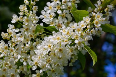 Çiçekli kuş kirazı, bahar doğası arka planı. Yeşil dallarda beyaz çiçekler. Prunus padus, böğürtlen, böğürtlen ya da mayday ağacı olarak da bilinir..