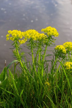 Euphorbia cyparissias, selvi spurge yeşil çiçekler yakın seçici odak.