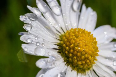 Çiyli Daisy çiçeğinin makro görüntüsü ya da Asteraceae ailesinden Bellis Perennis, çiçek açan bahar çayırlarına yakın..