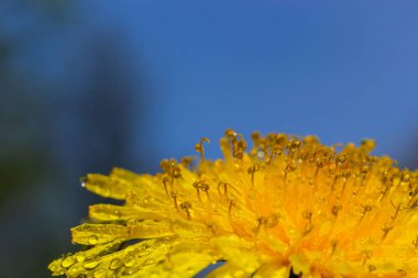 Karahindiba Taraxacum yakın çekim. Sarı çuha çiçeği. Parlak bahar arkaplanı. Sığ alan derinliği, makro.