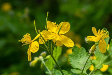 Doğal sarı selandin çiçeklerinin makro fotoğrafı. Arkaplan çiçekleri selandin eker.