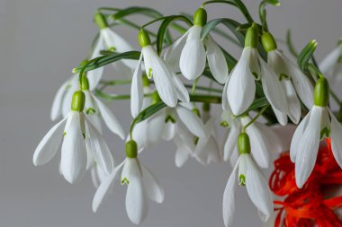 Açık gri arka planda güzel kar damlaları, yakın plan. Bahar çiçekleriyle çiçek arkaplan.