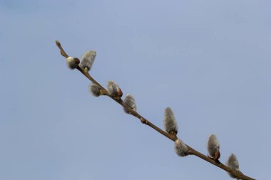 Willow Salix Caprea dalında paltolar, kabarık söğüt çiçekleri. Paskalya. Avuç içi. Keçi Willow Salix Caprea parkta, Willow Salix caprea dalları tomurcuklanıyor.