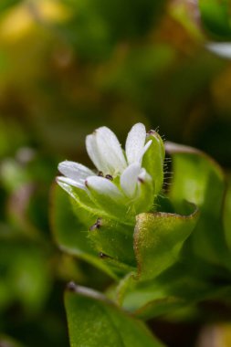 İlkbaharda Stellaria medyası doğada büyüyor. Bahçelerde ot olarak yetişen otçul bir bitki. Et yeşili sapları üzerinde küçük beyaz çiçekler.