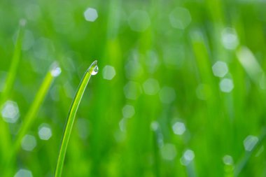 Yeşil çimlerin üzerine su damlaları. Sabah çiği, sulama bitkileri. Yağmurdan sonra yapraklara damlayan nem. Çevresel bir temanın güzel yeşil arkaplanı.