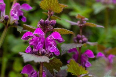 Deaf nettle blooming in a forest, Lamium purpureum. Spring purple flowers with leaves close up.