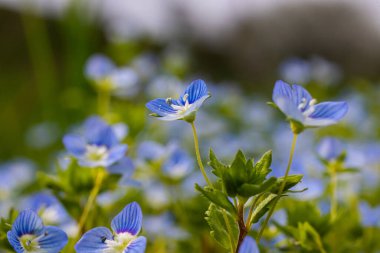 Mavi çiçekler Veronica Chamaedry güneşli bir havada bir çayıra yakın..