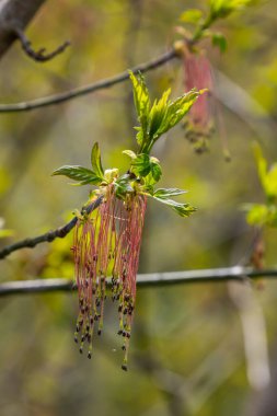 Kül yapraklı akçaağaç Akçaağaç Acer negundo çiçekleri ilkbaharın başlarında, güneşli bir günde ve doğal ortamda, bulanık arka planda.