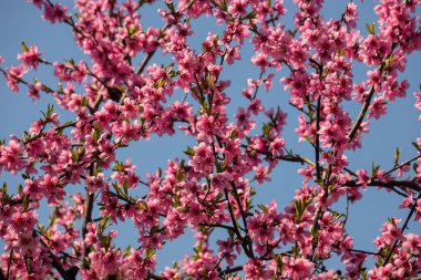Şeftali ağacı, bulanık arkaplan. Baharda çiçek açan, pembe çiçekli bir ağaç. Bahar bahçesinin güzelliği, bahar konsepti.