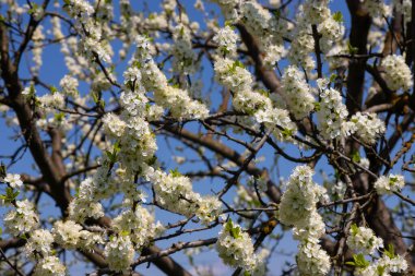 Mavi gökyüzünün altındaki ağaçtaki erik çiçeklerinin güzel dallarının seçici odak noktası, ilkbahar mevsiminde güzel Sakura çiçekleri, çiçek deseni, doğa arka planı..