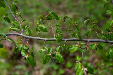 Hornbeam yaprağı güneşte. Taze yeşil yapraklı Hornbeam ağacı dalı. Güzel yeşil doğal arka plan. Bahar yaprakları.