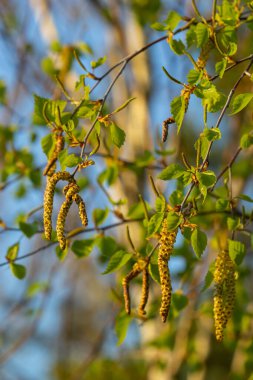 Nehir huş ağacında çiçek açan sarı Catkins 'in yakın görüntüsü baharda mavi gökyüzü arka planıyla betula nigra.
