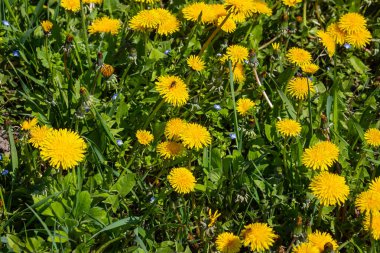 Karahindiba çiçeği olarak bilinen Karahindiba Taraxacum, çakıl yollarında da gelişebilen öncü bir bitki ve hayatta kalma sanatçısıdır. Güzel Taraxacum çiçeği yeşil bir bahçede.