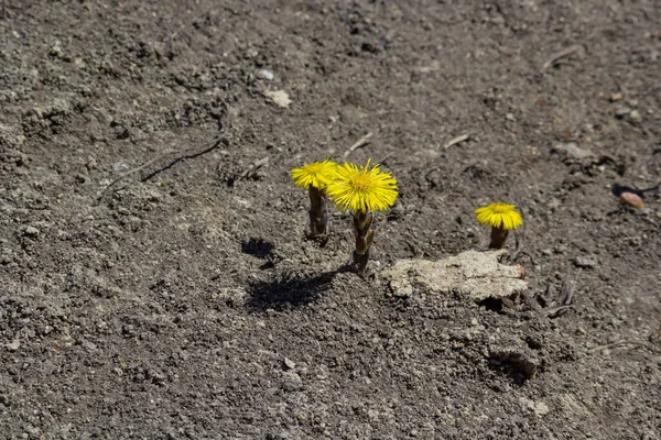 Tussilago farfara, papatya familyasından Asteraceae familyasına ait bir bitki türü. Güneşli bir bahar gününde bir bitkinin çiçekleri.