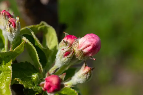 Flower buds, flowers and green young leaves on a branch of a blooming apple tree. Close-up of pink buds and blossoms of an apple tree on a blurred background in spring. Selective focus.