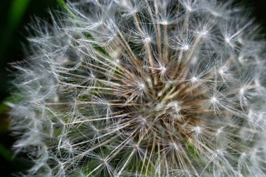Karahindiba soyut arka plan. Güzel beyaz tüylü karahindibalar, gün ışığında karahindiba tohumları. Bulanık yeşil bahar arka planı, makro, seçici odak, kapat.