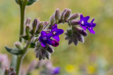 Anchusa officinalis, yaygın olarak bugloss veya yeşil arka planlı alkanet olarak bilinir..