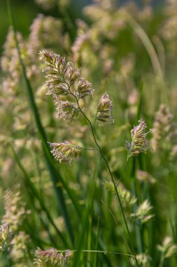 Yeşil çimenlere karşı Dactylis bitkisi. Dactylis glomerata otları çayırlarda yetişir. Dactylis glomerata, aynı zamanda horoz ayağı, meyve bahçesi otu ya da kedi otu olarak da bilinir..