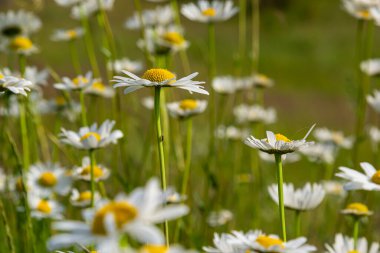 Çayırda yetişen papatya çiçekleri, beyaz papatyalar. Oxeye papatya, Leucanthemum vulgare, Papatya, Dox-eye, Common papatya, Dog papatya, Bahçe konsepti.