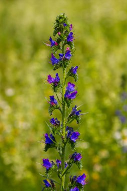Viper 'ın böcek ilacı ya da yabani ot Echium vulgare doğal yeşil arka planda çayırda çiçek açıyor. Makro. Seçici odaklanma. Ön görünüm.