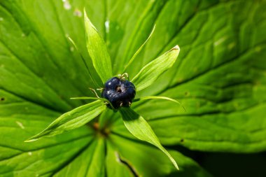 Paris quadrifolia, Herb Paris. Yazın vahşi bitki vuruşu..