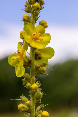 Verbascum densiflorum the well-known dense-flowered mullein.
