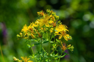 Hypericum perforatum sarı çiçeklerine yakın plan, bitkisel bir ilaç..