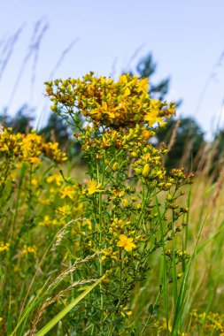 Hypericum perforatum sarı çiçeklerine yakın plan, bitkisel bir ilaç..
