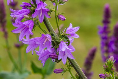 Kümelenmiş çan çiçeği Campanula glomerata vahşi doğada çiçek açıyor..