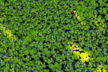 Ördek otu. Ördek otu yetiştiriyorum. Lemna trisulca .