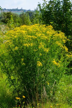 Senecio Vernalis 'in sarı çiçekleri bulanık yeşil arka planda yakın plan. Seçici odak.