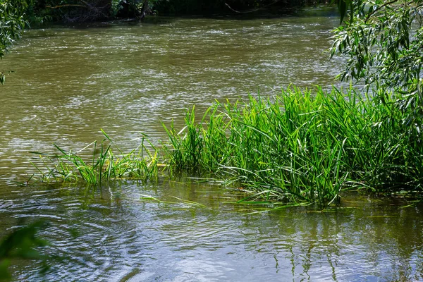 Glyceria maxima, commonly known as great manna grass, reed mannagrass, reed sweet-grass, and greater sweet-grass is rhizomatous perennial grasses in mannagrass genus native to Europe.