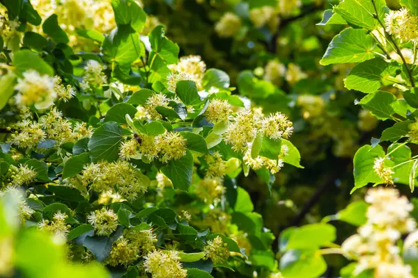 Tilia Cordata ıhlamur ağacı dalları açmakta, bahar zamanı çiçek açan küçük yapraklı limon, bahar günışığında yeşil yapraklar..