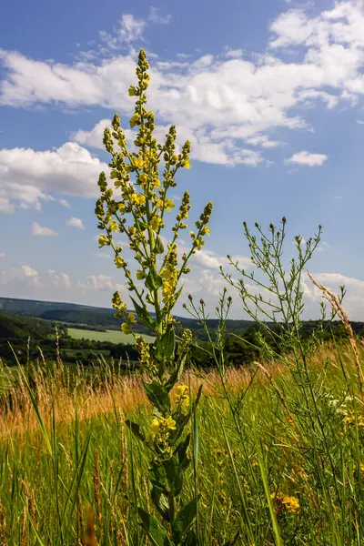 stock image Verbascum densiflorum the well-known dense-flowered mullein.