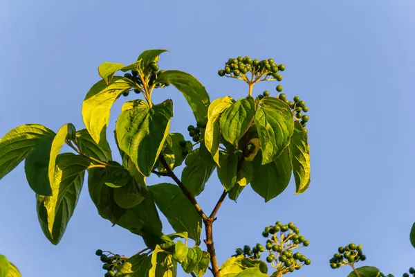 Dogwood üzümü - Cornus sanginea Calcareous çalılığı.