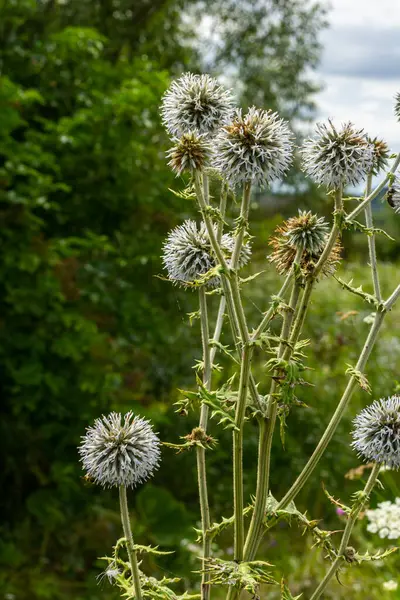Echinops sphaerocephalus ve Glandüler Globe devedikeni olarak bilinen Büyük Dünya devedikeni 'nin seçici odak noktasını kapatın..
