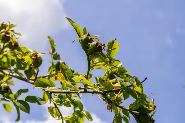 Köpeğin kırmızı gül kalçası. Rosa canina, genel olarak köpek gülü olarak bilinir..